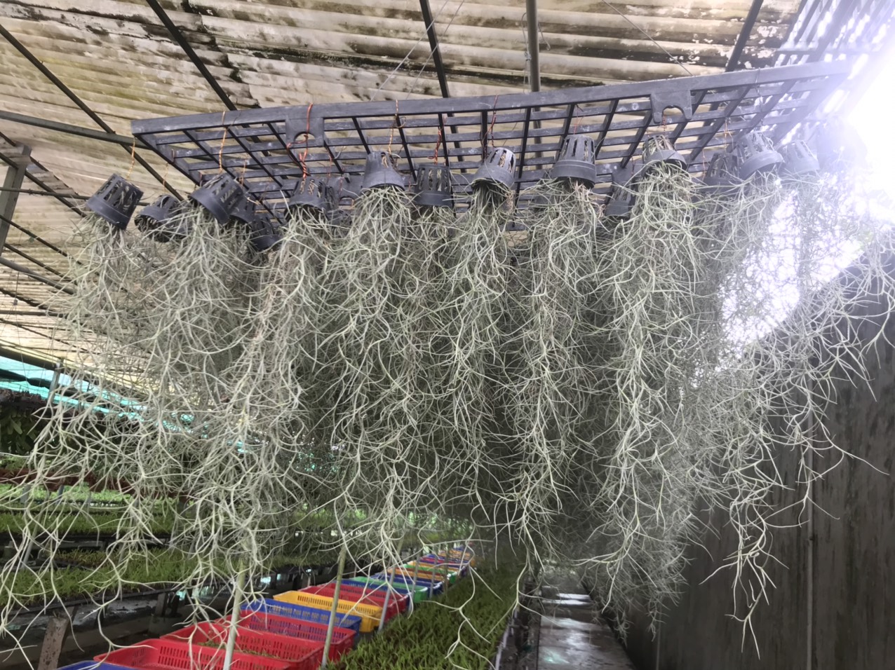 Lan không khí tóc tiên