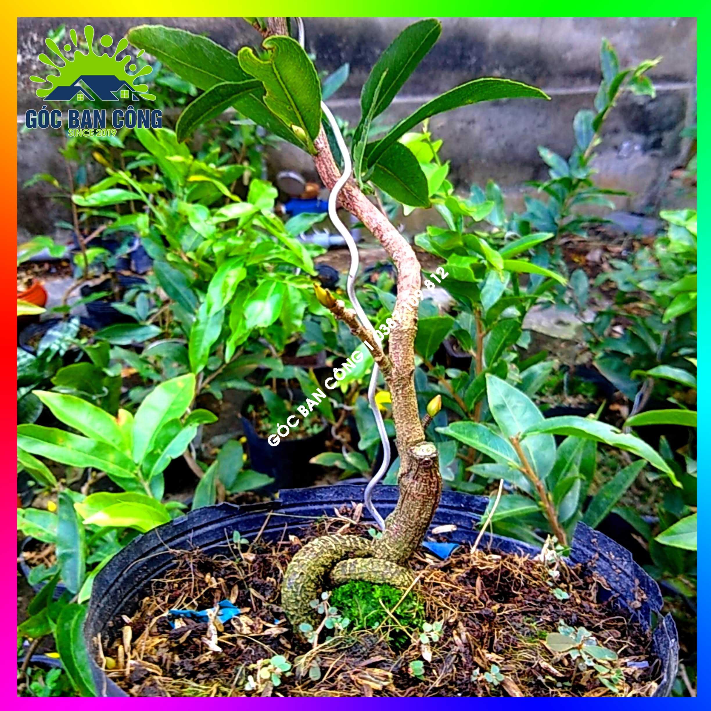 Mai Đại Lộc Bonsai Mini