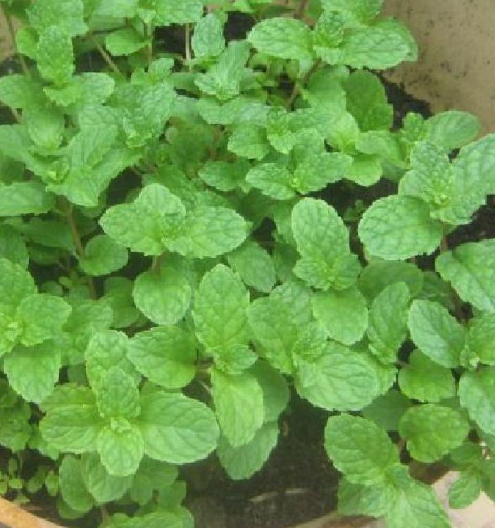 Hạt giống Húng bạc hà (Húng lủi) – 0.1Gram/gói