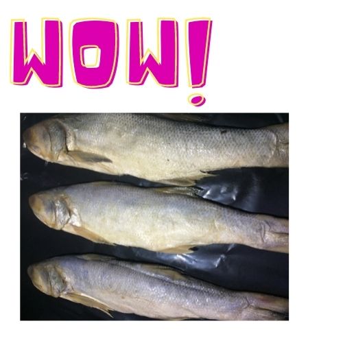 (SIÊU NGON )500G MẮM CÁ SỬU,CÁ CHÉT