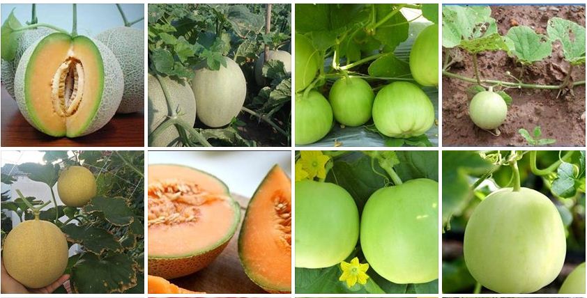 Combo 2 gói hạt giống dưa