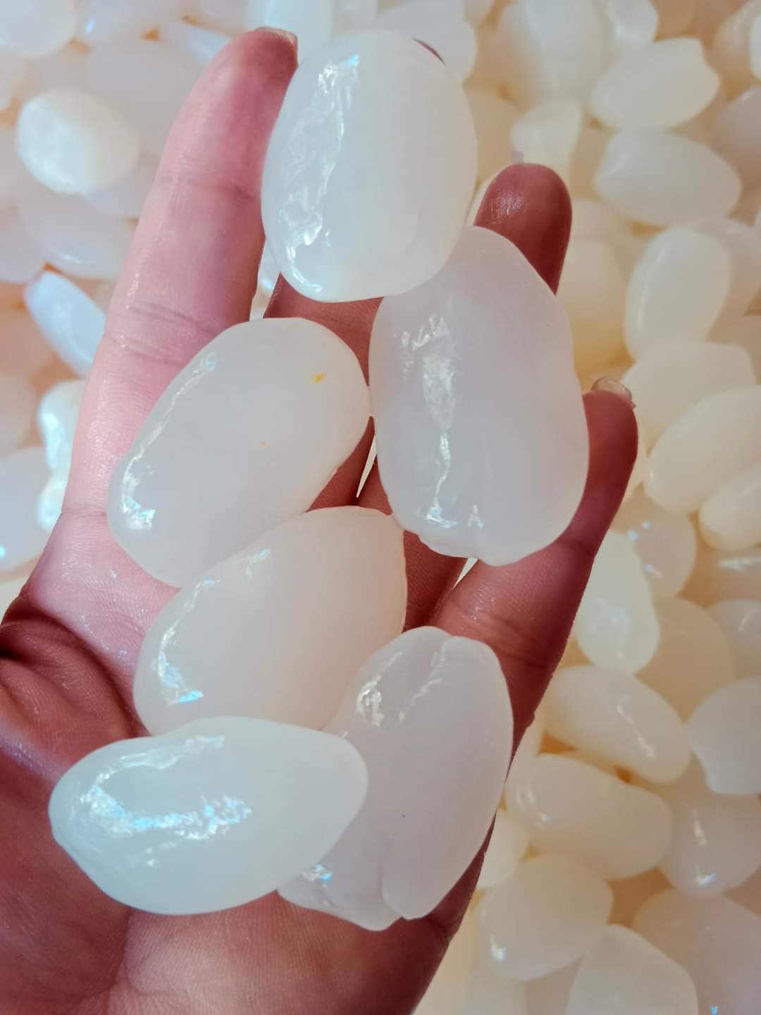 (Mua 1 + quà tặng) 1kg hạt đác NhaTrang dẻo ngon chất lượng