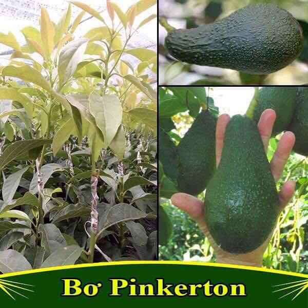 Cây giống bơ pinkerton
