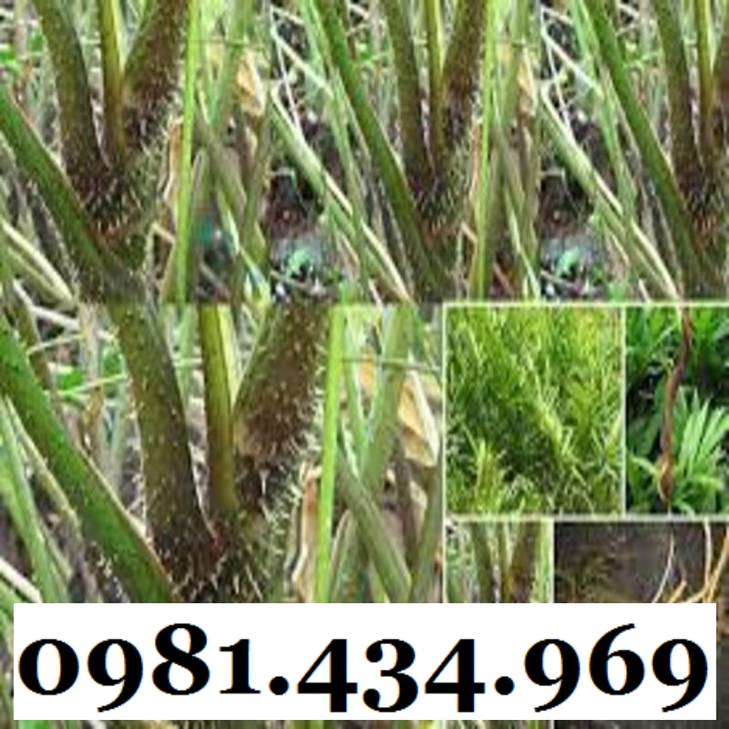 Cây xạ đen giống chính hiệu Hoà Bình