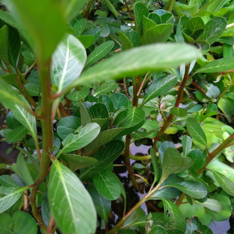 Sỉ- Dừa nước khô (dua nuoc kho) 0355276899