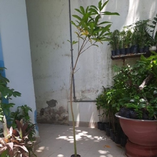 Cây lộc vừng hoa đỏ, như hình chụp