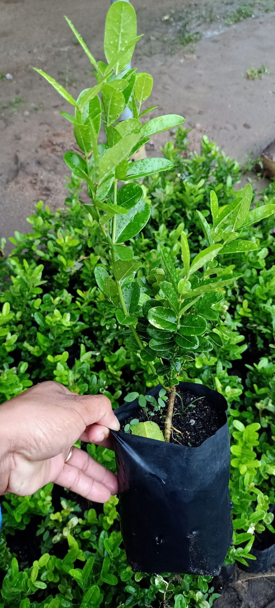 Cây siro giống