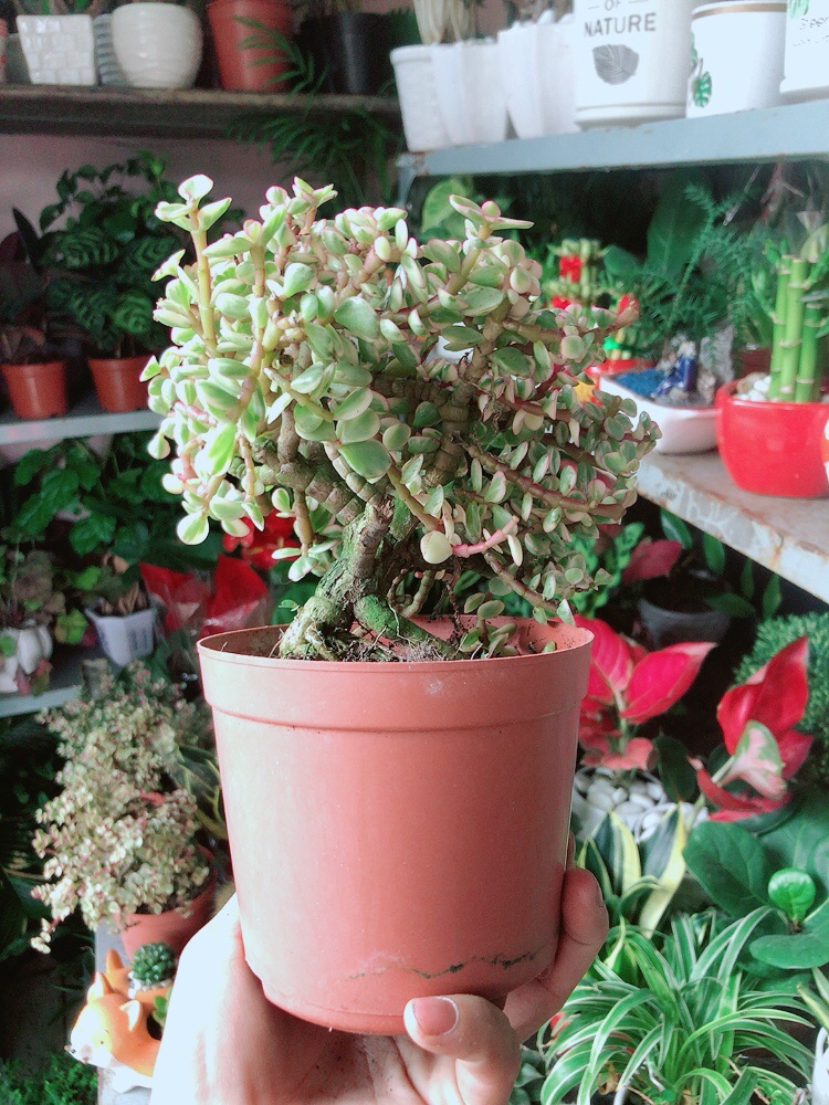 Cây Cành Vàng Lá Ngọc Cổ Thụ
