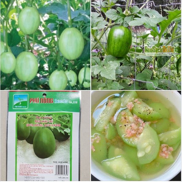 Hạt giống dưa hấu nụ - dưa hồng dưa canh - Phú Nông 3gr/gói