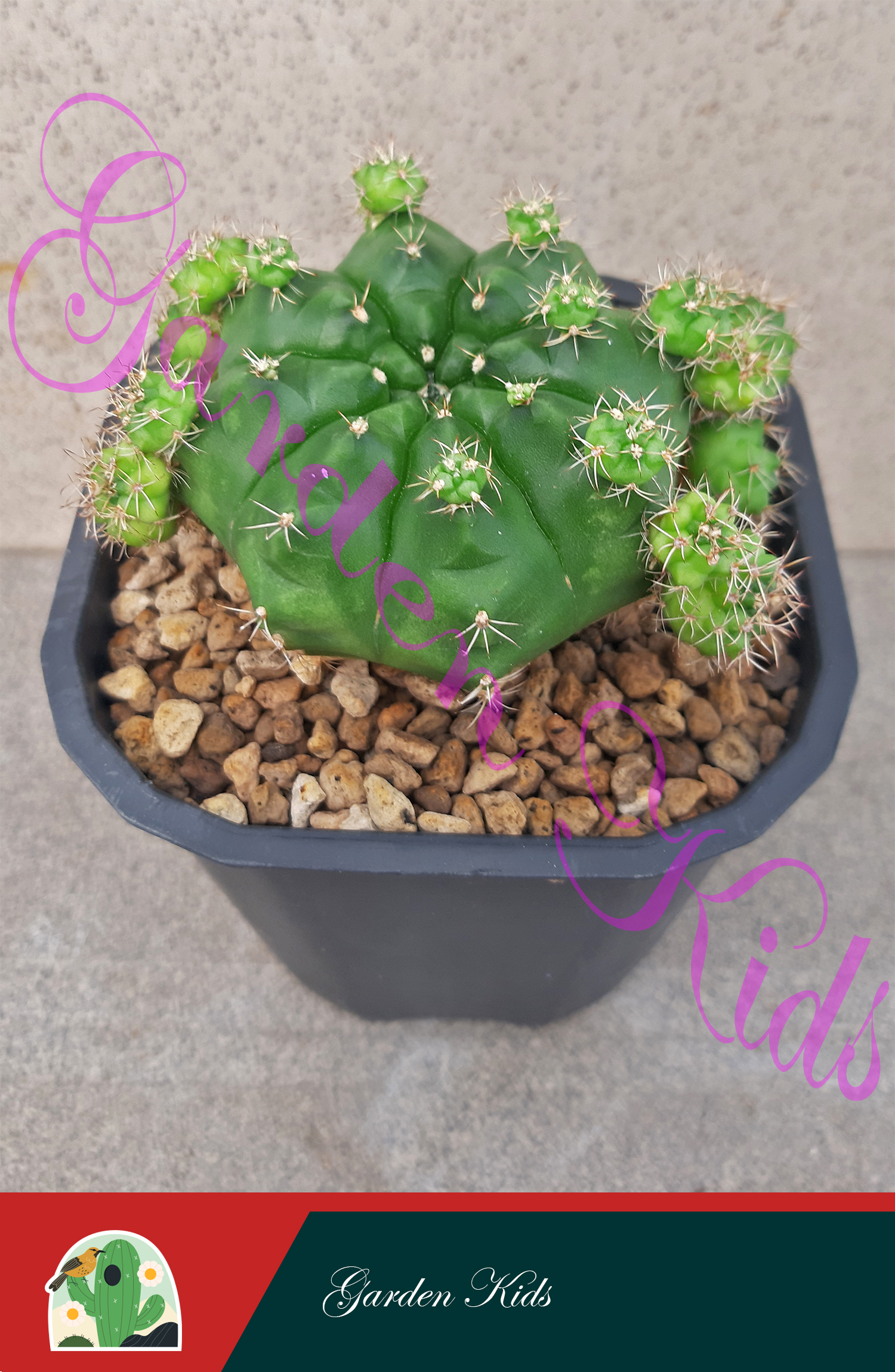 Xương rồng Gymnocalycium Damsii