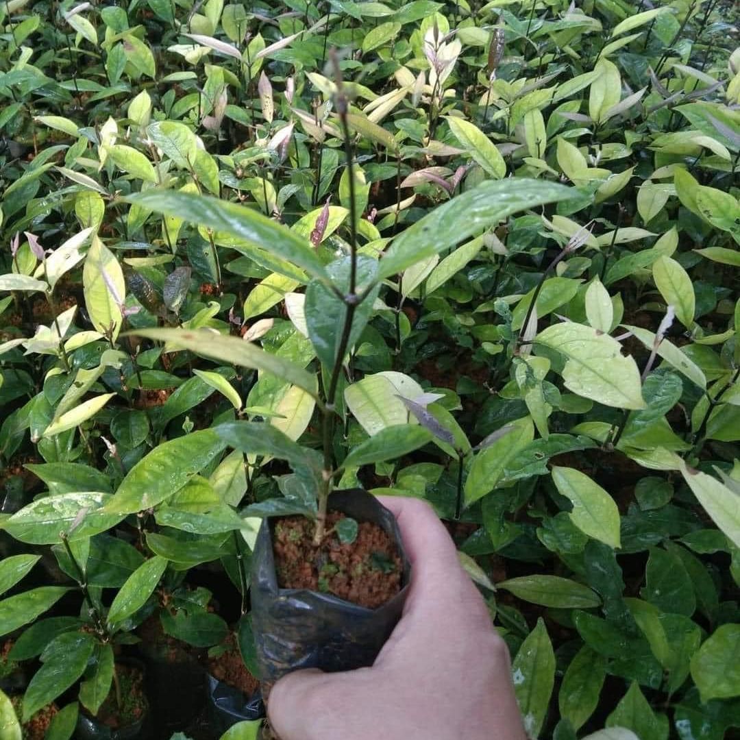 [Cây dược liệu] Cây Giống Ba Kích Tím Bổ Thận, Tráng Dương (Lỗi 1 đổi 1)