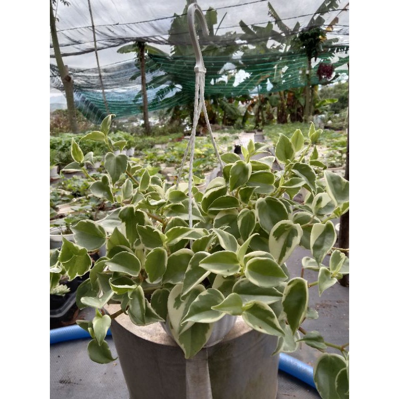 Cây  Trầu Bà Càng Cua Cẩm Thạch Chậu Treo