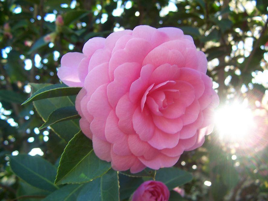 Hạt giống hoa Trà My Nhật mix(Camellia)