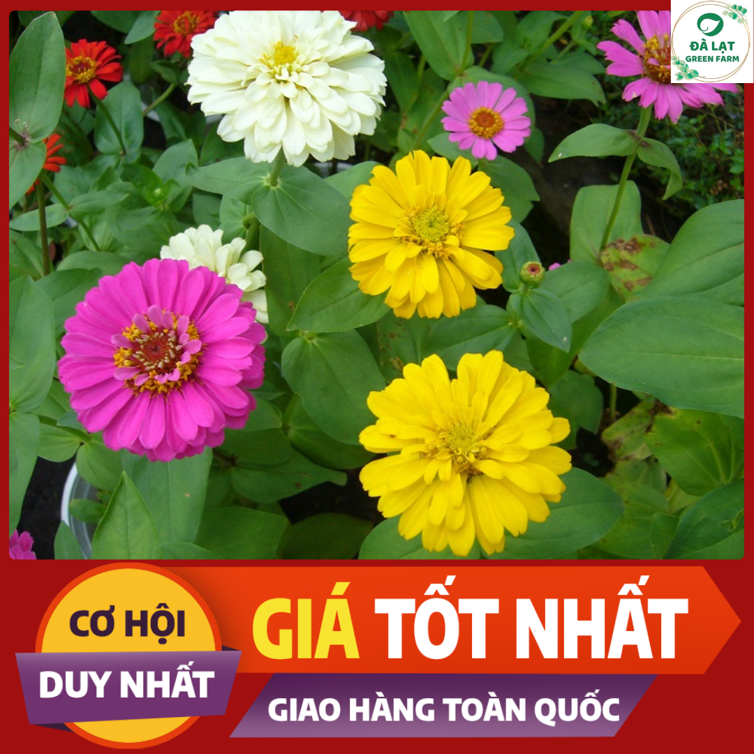 50H_HẠT GIỐNG CÚC LÁ NHÁM MIX MÀU (NẢY MẦM SIÊU CHUẨN)