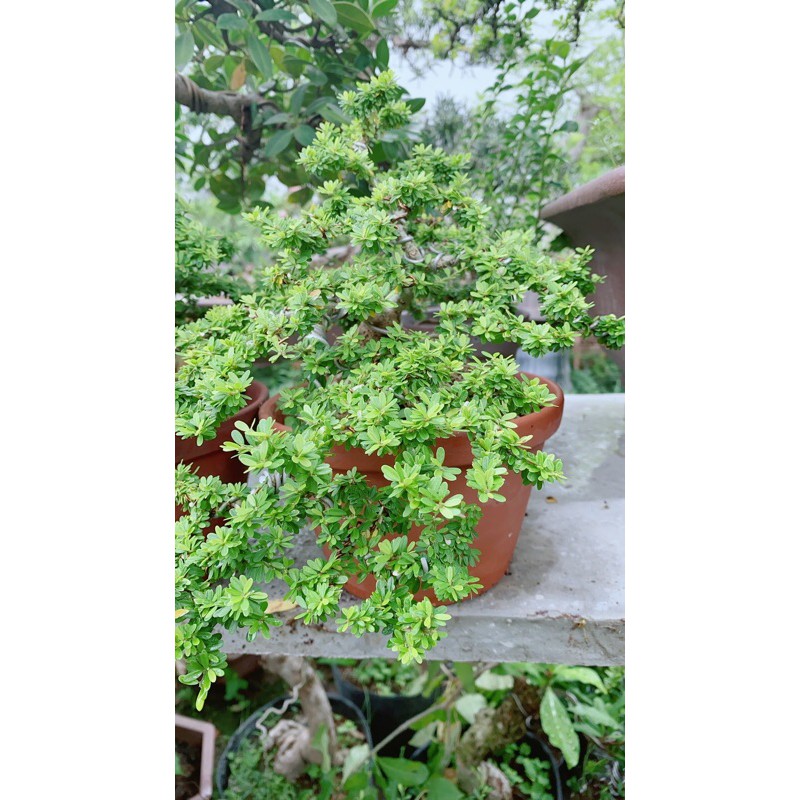 [HCM]Linh Sam Hạt Gạo