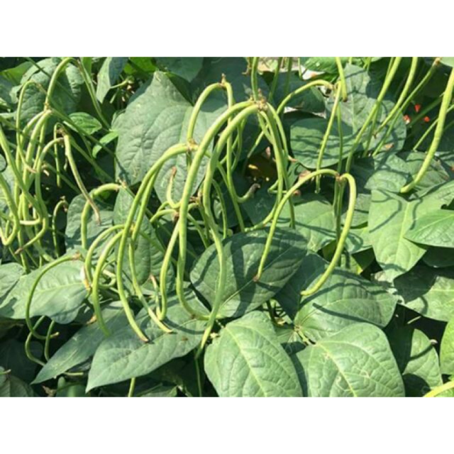 Hạt Giống Đậu Đũa Lùn Thái Lan