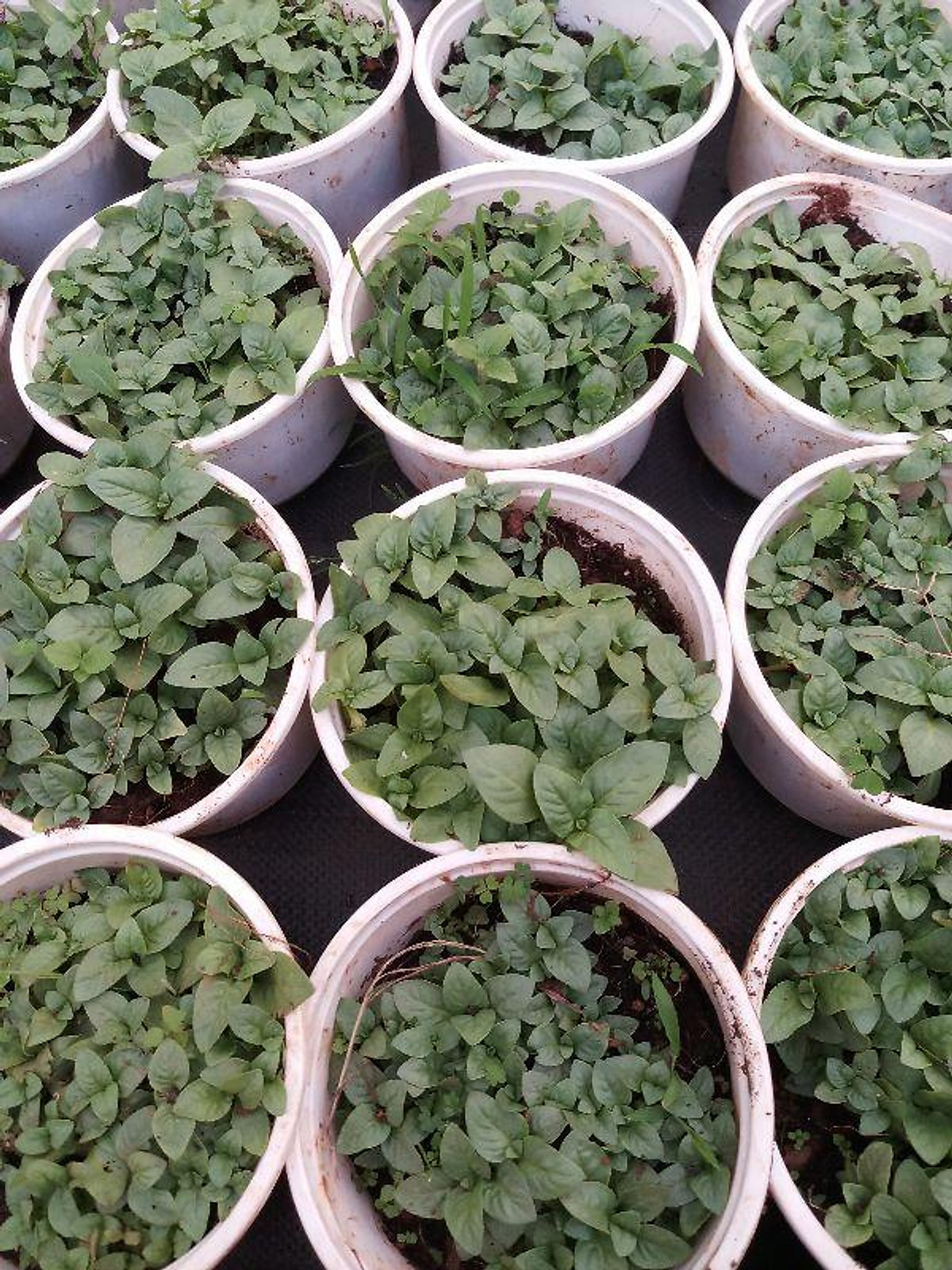 Cây quế vị mùi xá xị