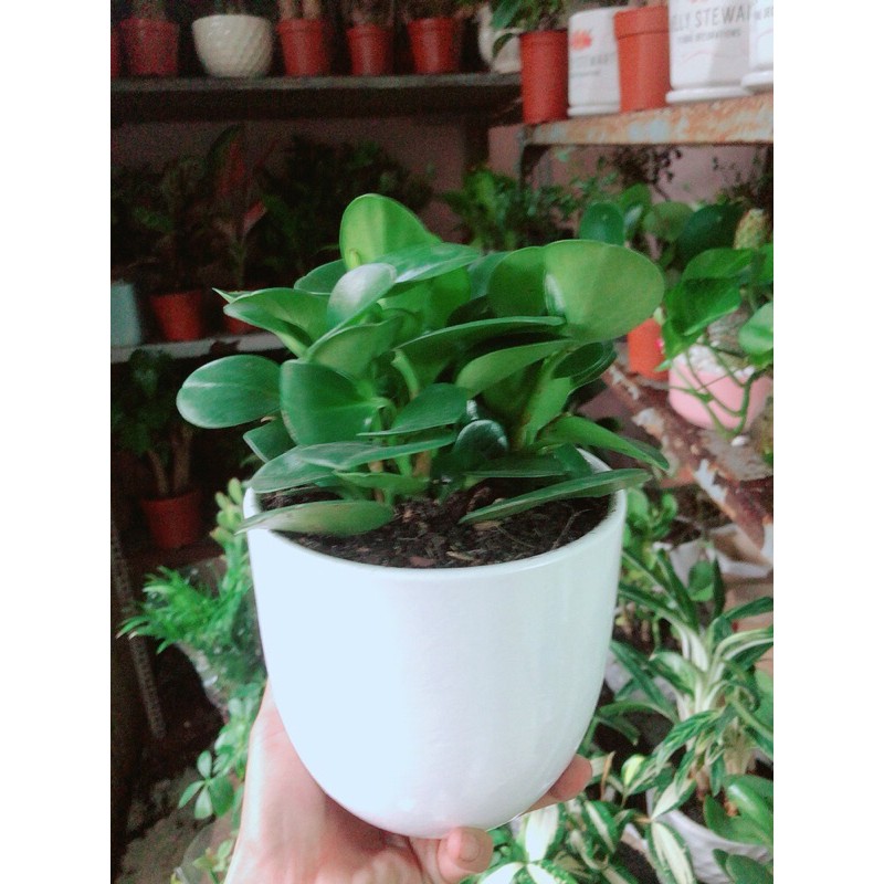 [HCM]Chậu Cây Trường Sinh
