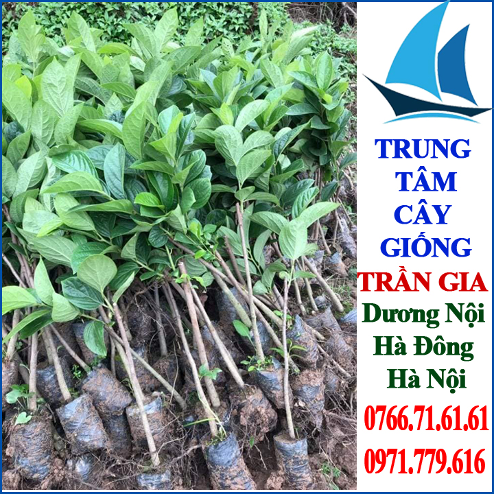 Giống Cây Hồng Giòn Nhật Bản ( 2 cây )