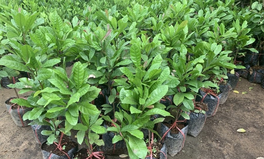 CHẬU CÂY GIỐNG CÂY THẦN KỲ