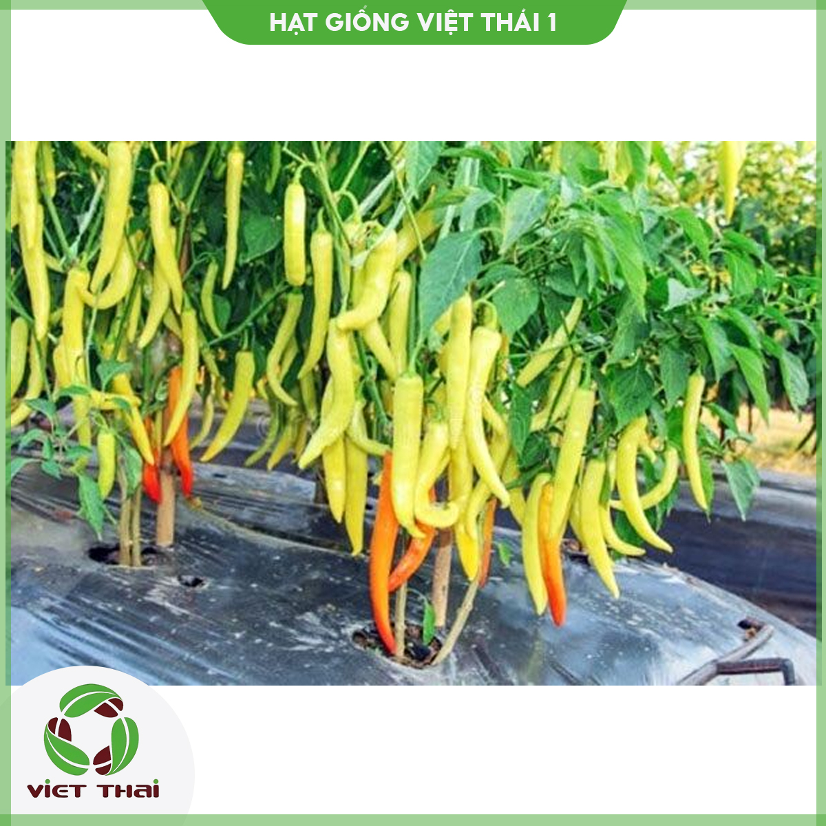 [SALE] Hạt giống Ớt sừng Vàng - HGVT1