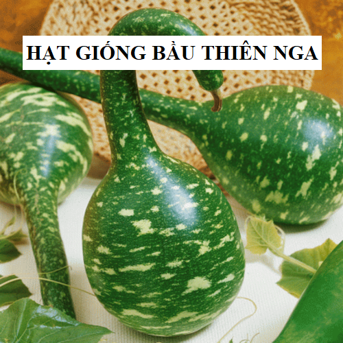 Hạt Giống Bầu Thiên Nga - 5 hạt/gói