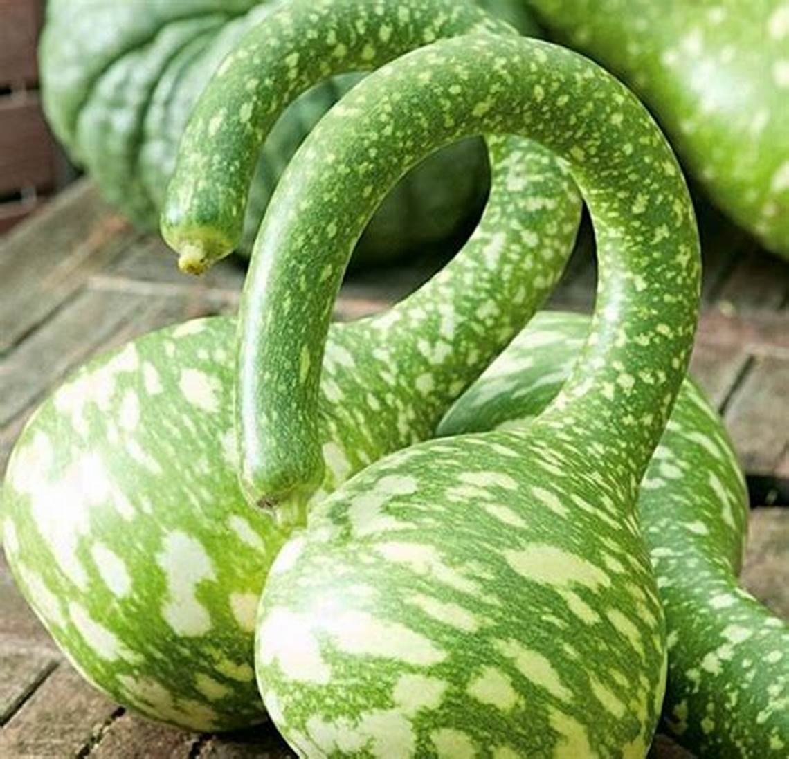 Hạt giống bầu thiên nga - Trái Ngọt, Dễ Trồng