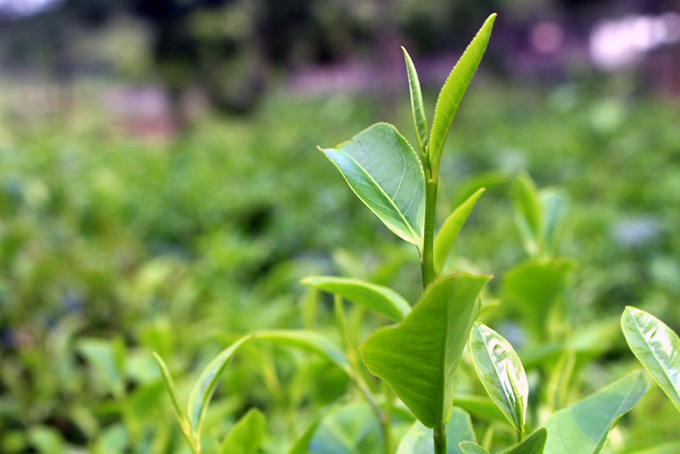 [HCM]Trà Oolong (Ô long) Bảo Lộc 0.5kg