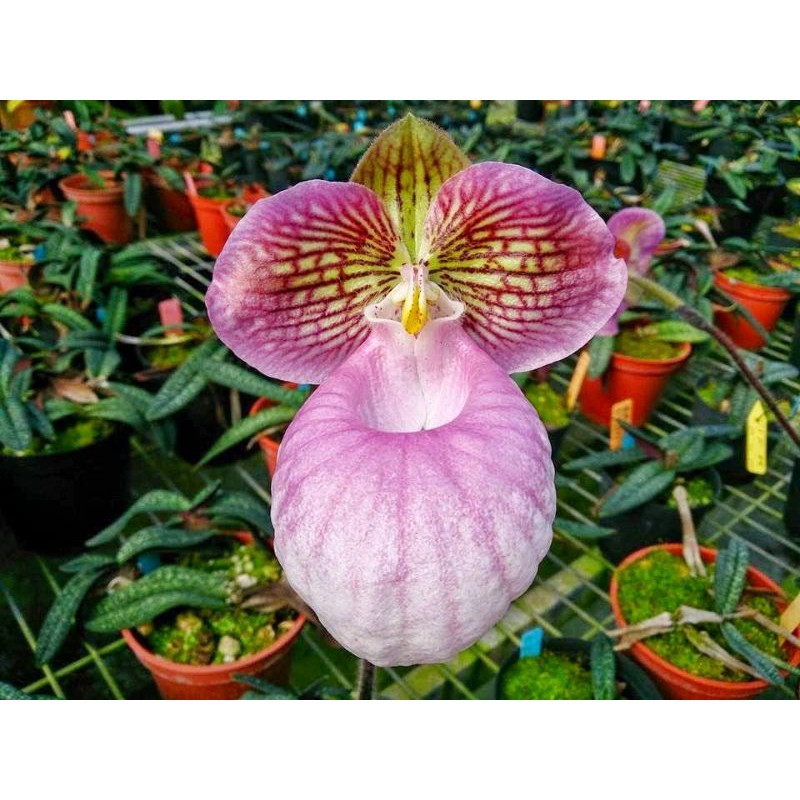 (Không thể rẻ hơn) Lan Hài mốc hồng 1 cây