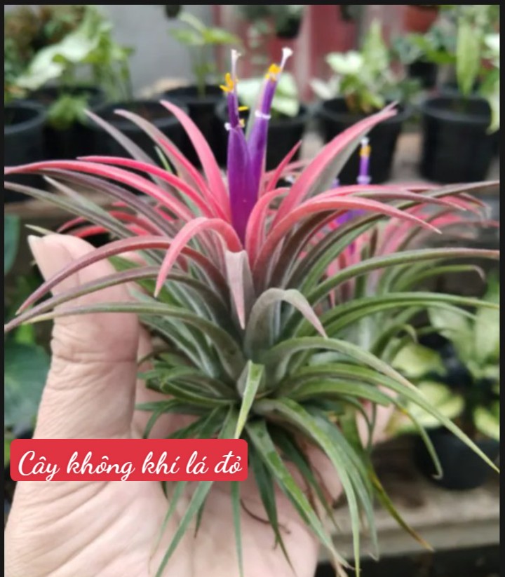 Cây không khí thạch thảo lá đỏ (cây to, đẻ nhánh)
