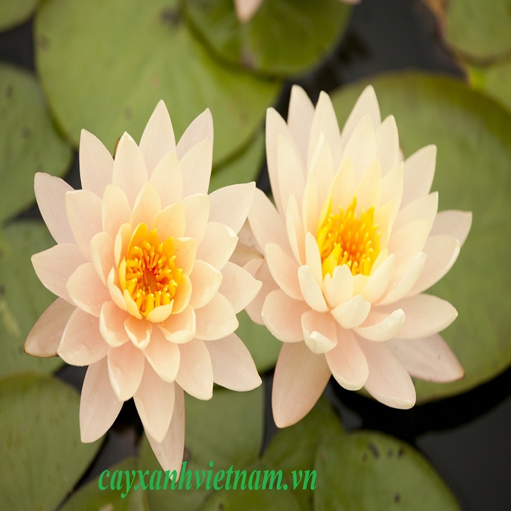 combo 5 củ hoa súng thái mini đủ màu - CSTMN