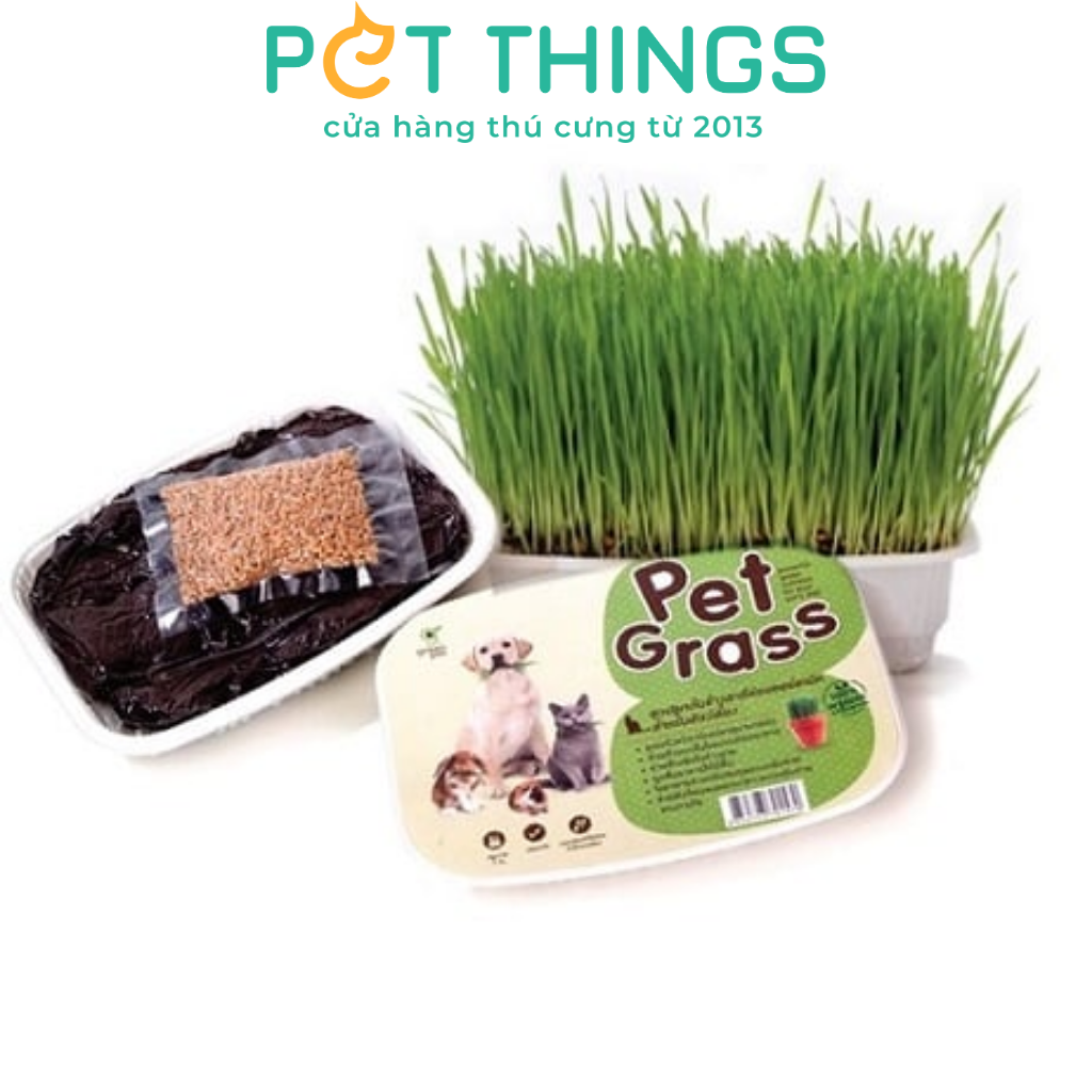 WHEATGRASS SEED FOR CAT
