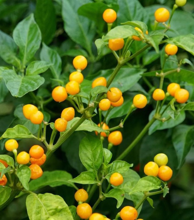 "Gói 5 Hạt " Hạt Giống Ớt Mắc Nhất Thế Giới - ( Ớt Peru Aji Charapita )