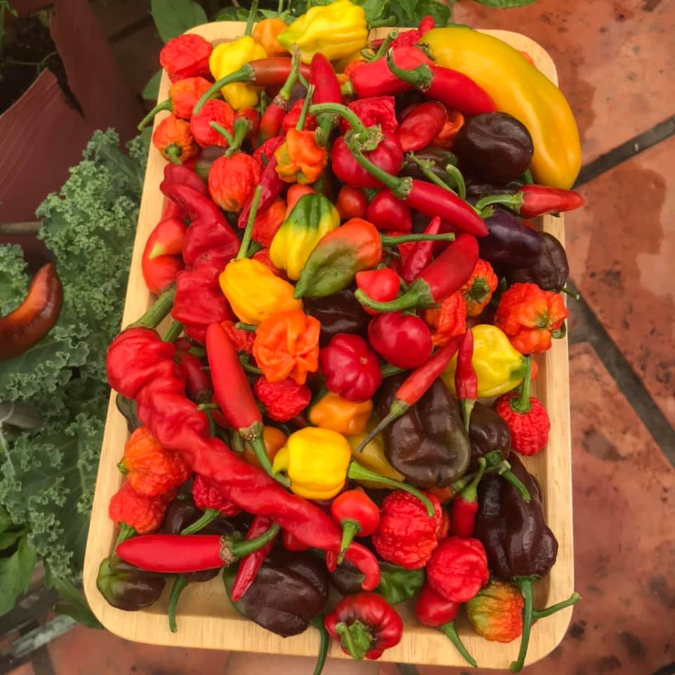 Hạt ớt giống Carolina Reaper Red