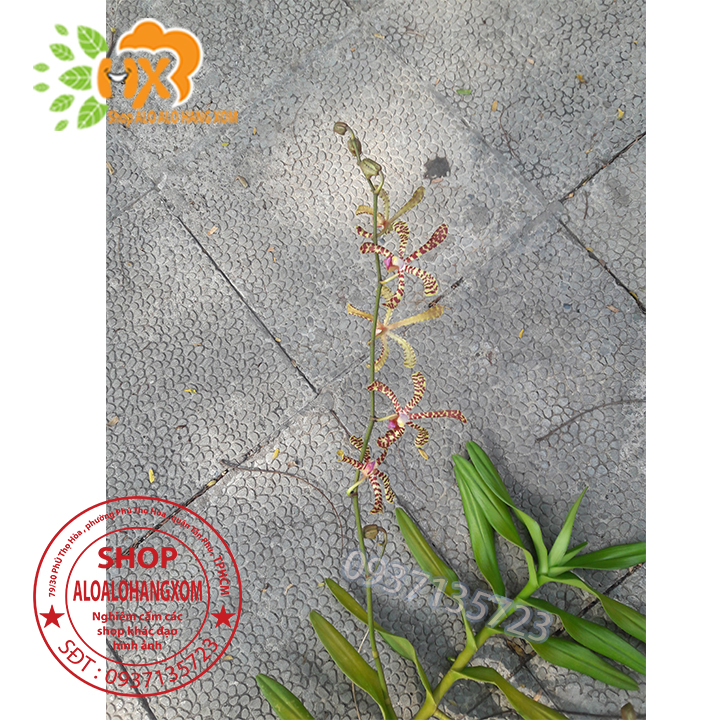 [HCM]CÂY LAN BÒ CẠP RẰN - CÂY CÓ 2 VÒI HOA