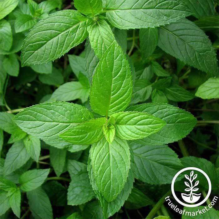 Bạc Hà Pepper Mint Thái - gói 200 hạt