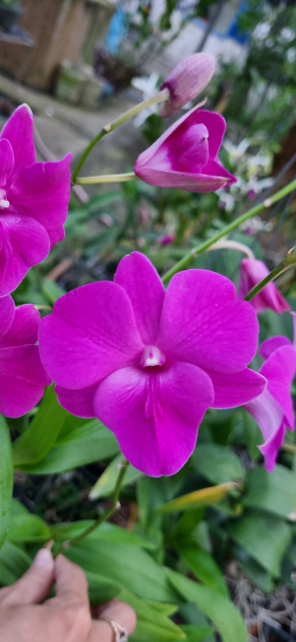 HOA LAN DEN LAI HỒ ĐIỆP 3 LƯỠI