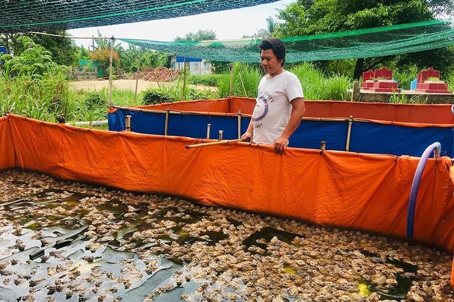 Bể bạt nuôi ốc, nuôi ếch, nuôi lươn - 3x2x1