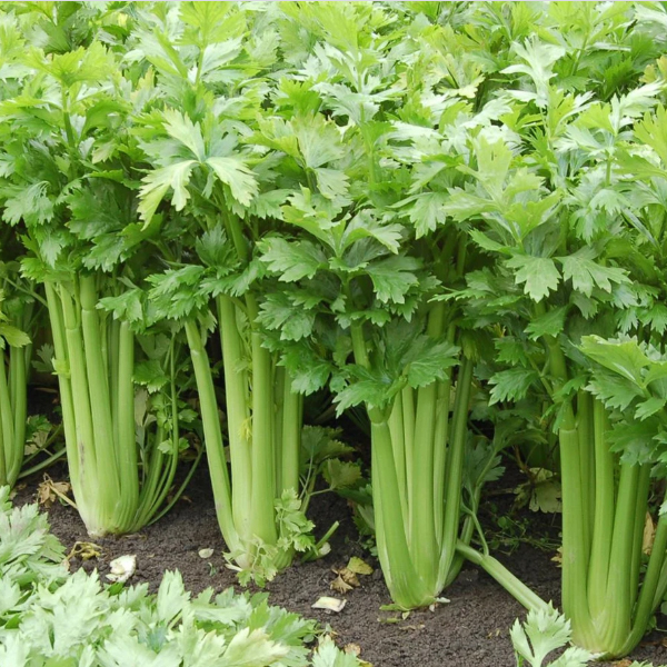 Hạt giống cần tây bẹ to 5gr