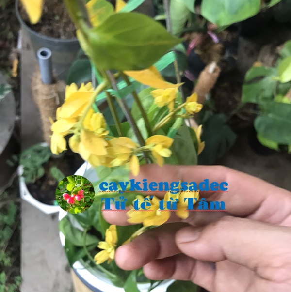 caykiengsadec - Cây hoa lan hoàng dương - tặng phân bón - hoa kiểng lá - trang trí nội thất cảnh quan sân vườn ngoài trời
