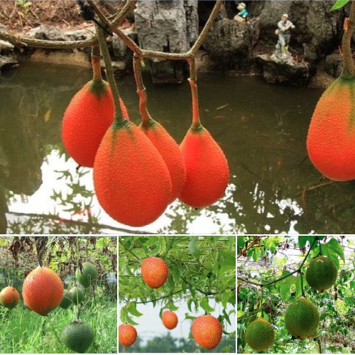 Hạt giống cây gấc đỏ siêu trái-gói 10 hạt(tặng kèm phân bón)