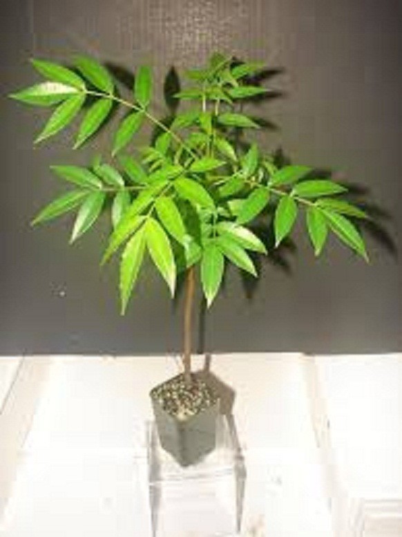 CÂY GIỐNG CÓC THÁI LÙN