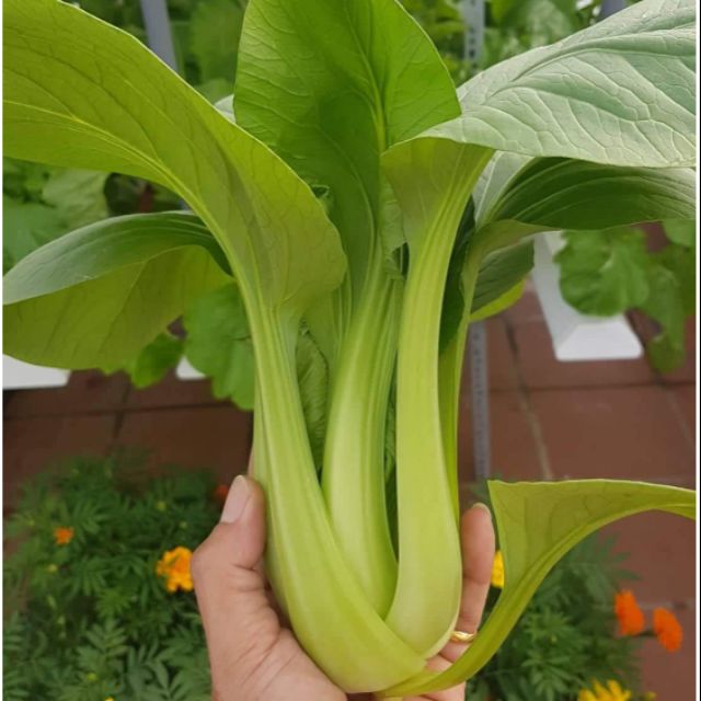 Hũ 1gr hạt giống cải nhíp cải thìa xanh green pak choi giống hữu cơ jonny seed mỹ