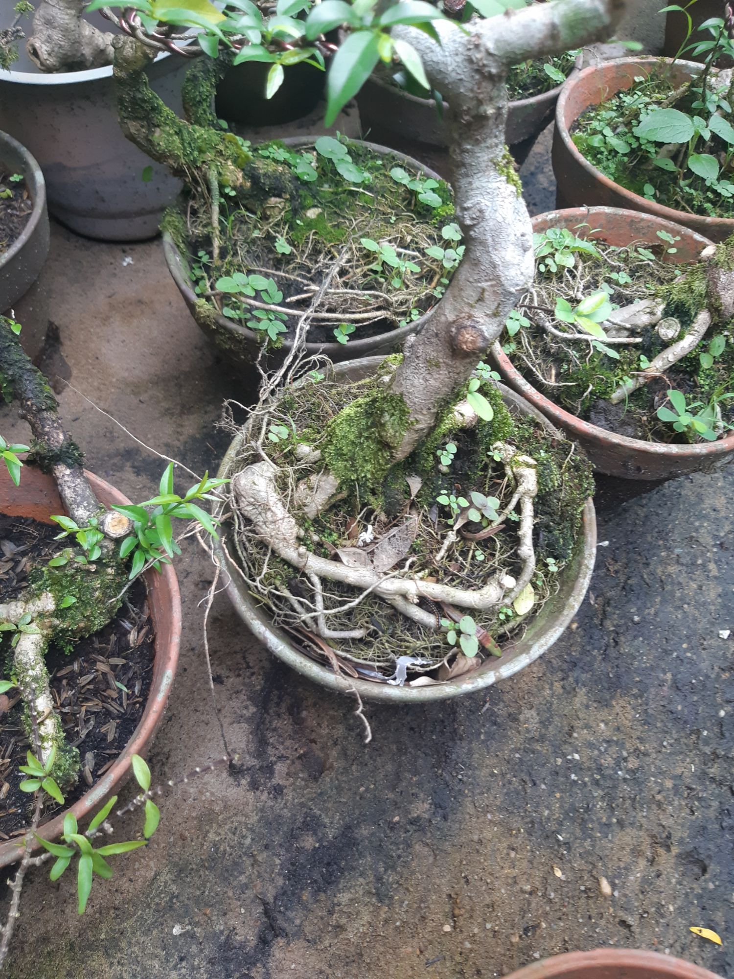 phôi mai chiếu thủy gân