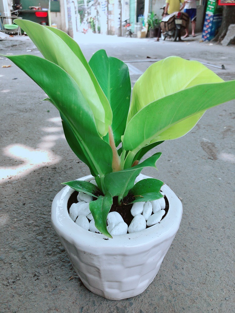 Chậu Trầu Bà Đế Vương