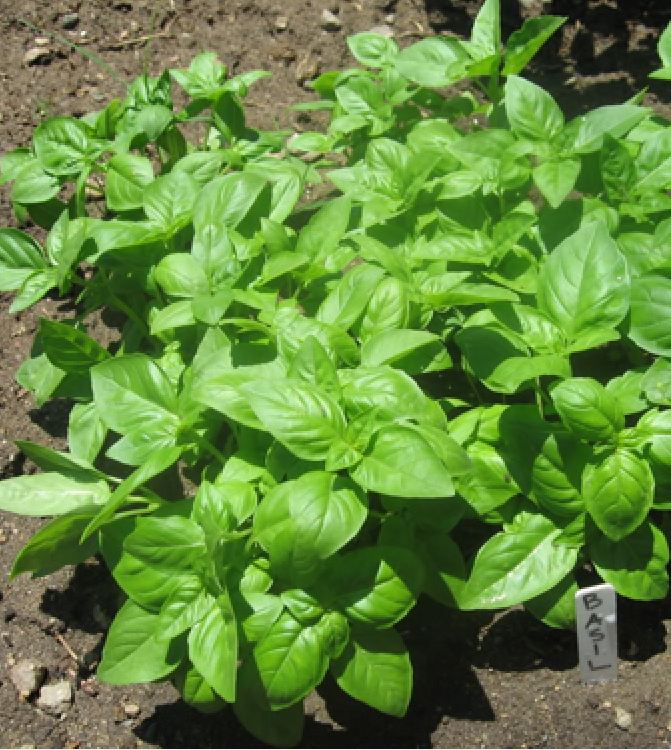 Hạt giống húng tây ( húng basil ngọt ) -  gói  1gram( 400 hạt)
