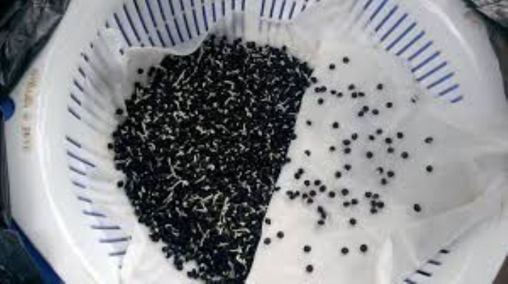 30 hạt giống măng tây trắng