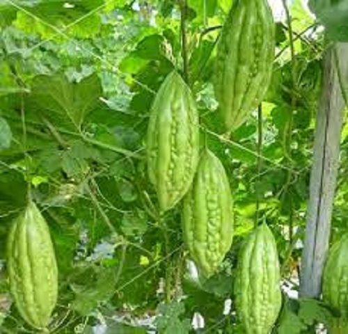 Nấm Đối kháng Trichoderma Chất lượng Cao - trừ bênh thối rể