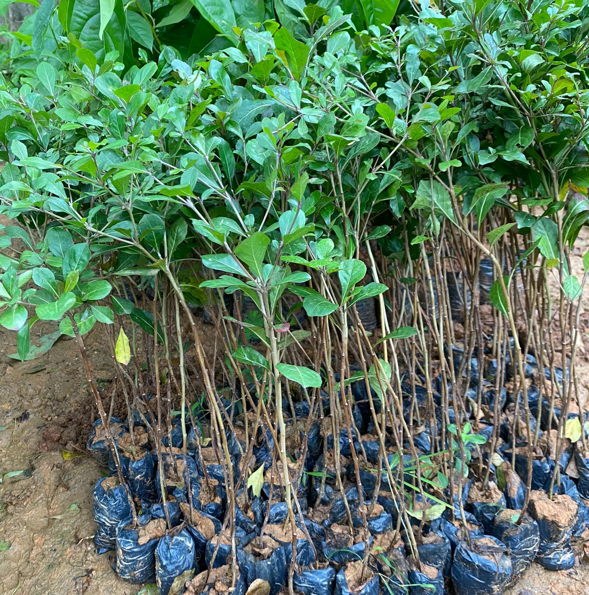 Giống Cây Bàng Đài Loan, Cây Cao 40cm
