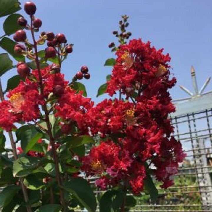 CÂY GIỐNG HOA TƯỜNG VY HUYẾT LONG